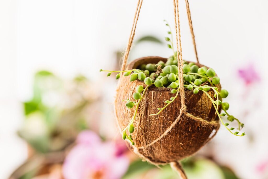 DIY planter for a kitchen garden using a coconut shell